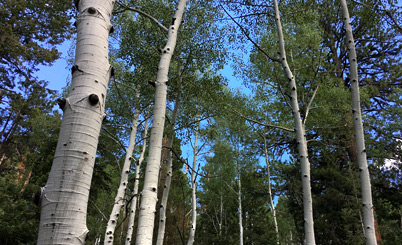 aspen-forests