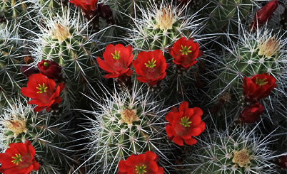 cacti-blooms
