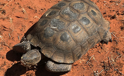 endangered-mojave-Tortoise