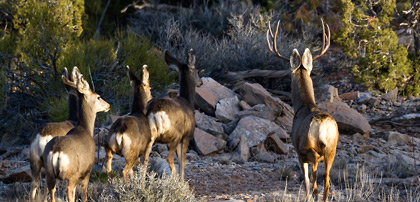 Potential Harm to Wildlife