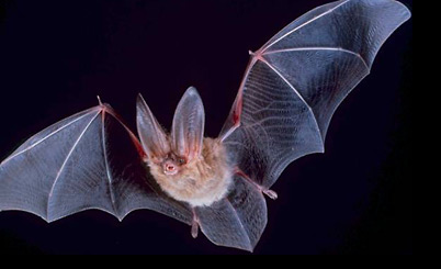 pigmy-bat