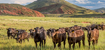 *Biden Administration Misleads the Public on the Vast Expanses of Land Needed for 'Net Zero'